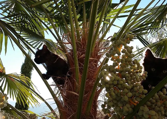 Brandlgut Vendégház Bolzano